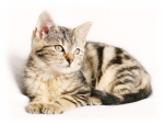 Katzenversicherungen Online